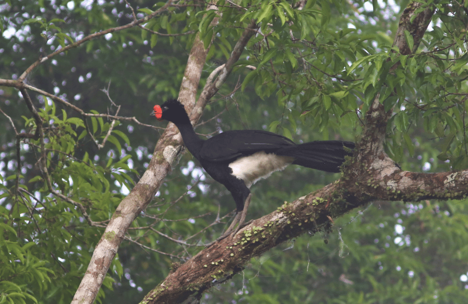 burung wattled curassow