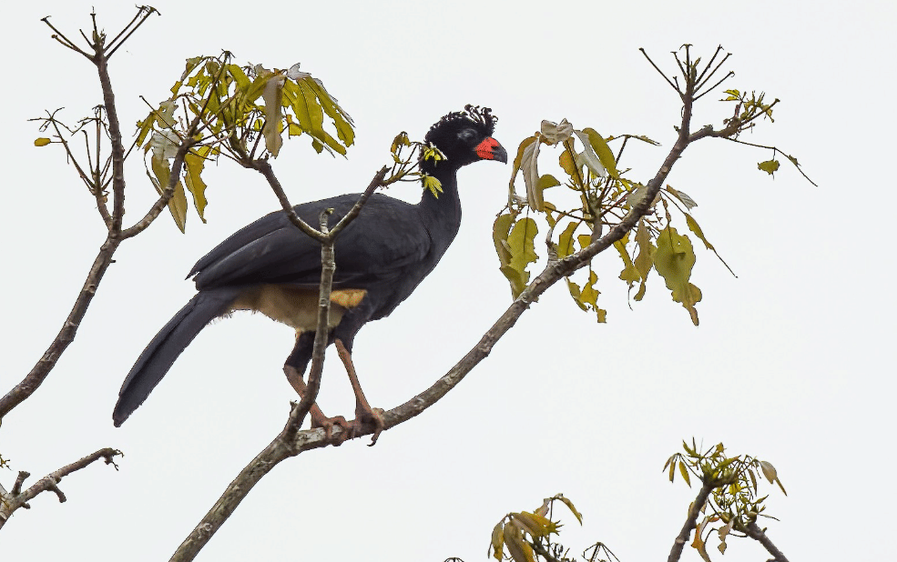 burung wattled curassow