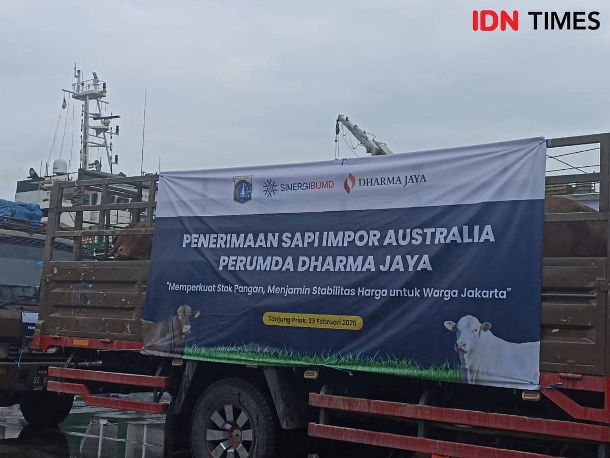 Gubernur DKI Jakarta Pramono Anung menerima sapi impor dari Australia di Pelabuhan Tanjung Priok, Jakarta Utara, Senin (23/2/2026). 