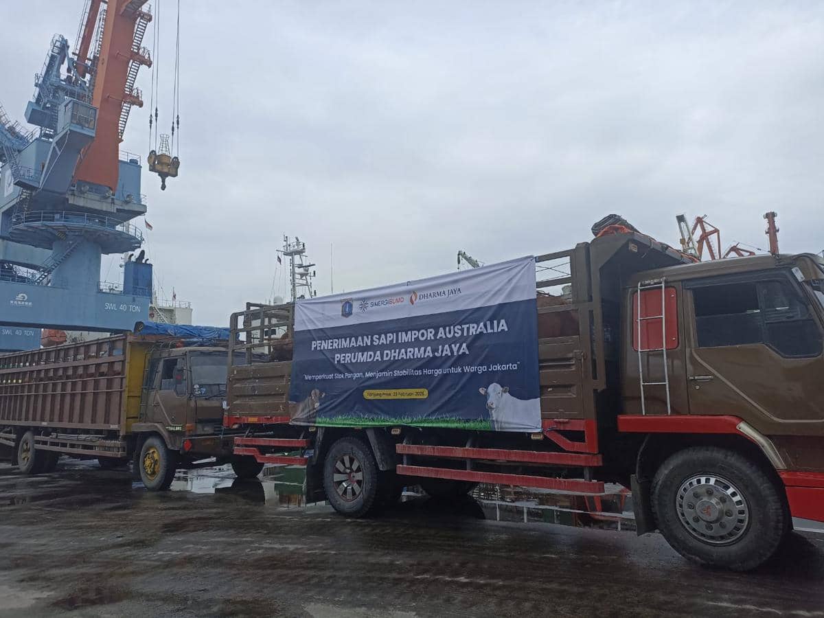 Dharma Jaya Bangun Kandang di Ciangir, Tampung 1.000 Sapi 