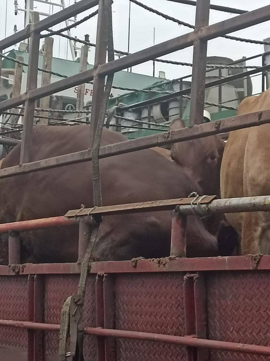 Dharma Jaya Bangun Kandang di Ciangir, Tampung 1.000 Sapi 