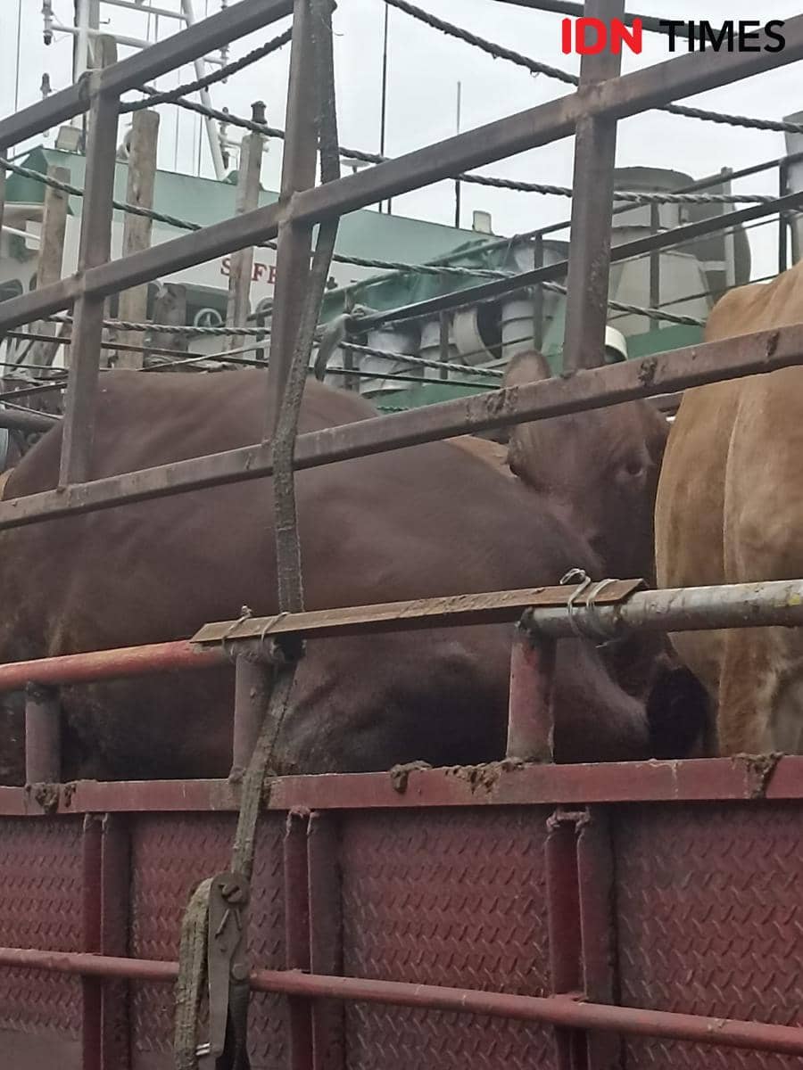 Pramono Pastikan Stok Sapi di Jakarta Aman Jelang Idul Adha