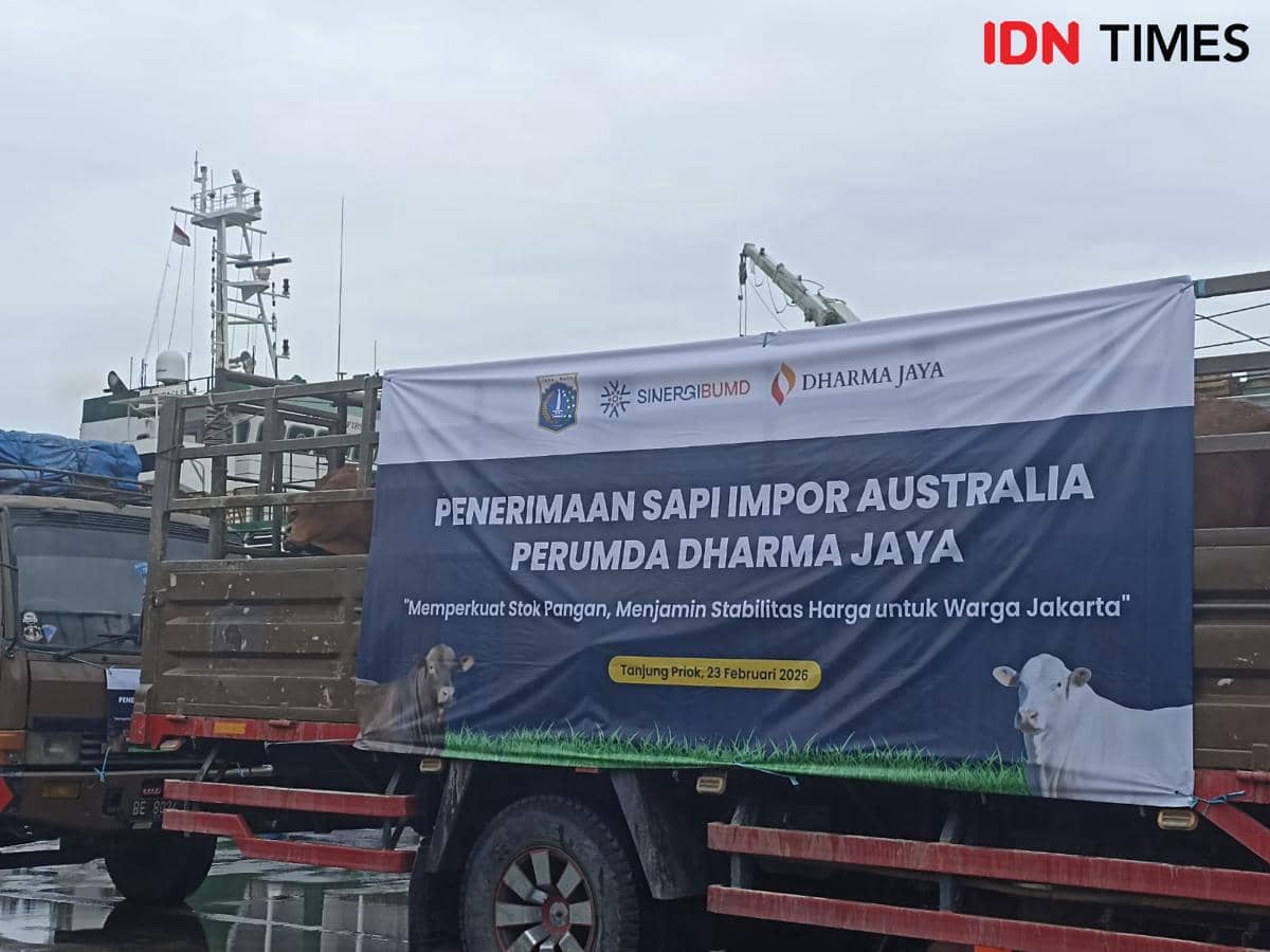 Pramono: Pemprov DKI Terima 3.100 Sapi Impor Australia Usai 28 Tahun