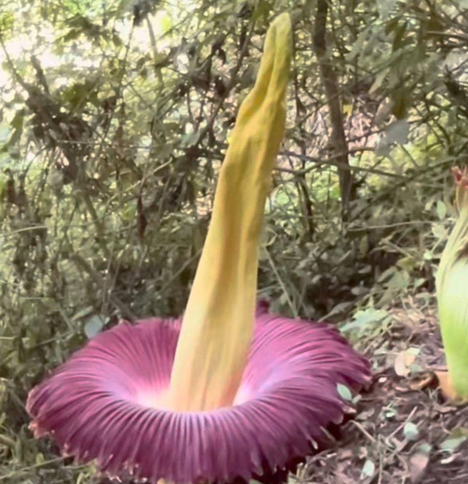 Bunga bangkai yang mekar secara bersamaan di Kabupaten Agam 