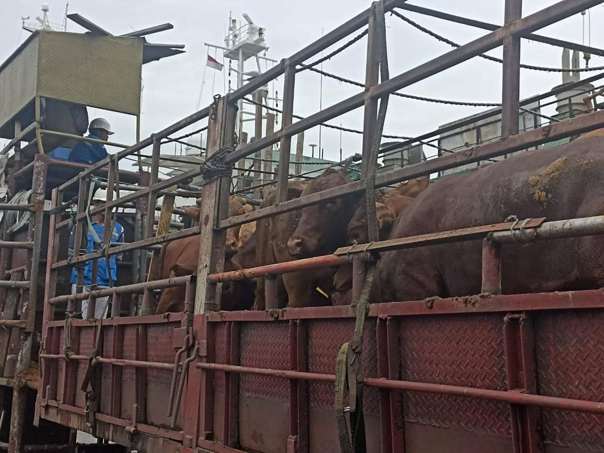 Pramono Pastikan Stok Sapi di Jakarta Aman Jelang Idul Adha