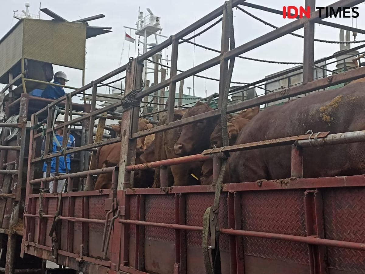 Pramono: Pemprov DKI Terima 3.100 Sapi Impor Australia Usai 28 Tahun