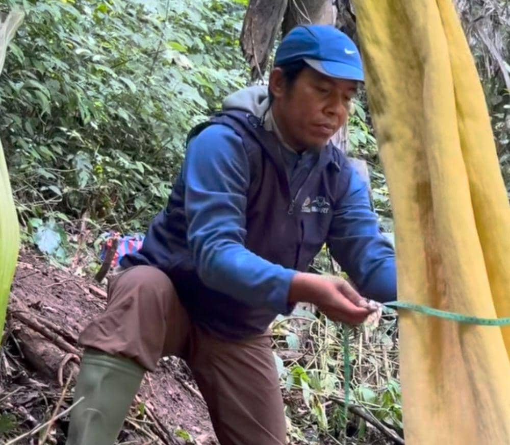 Petugas mengukur diameter salah satu bunga bangkai yang mekar bersamaan di Agam
