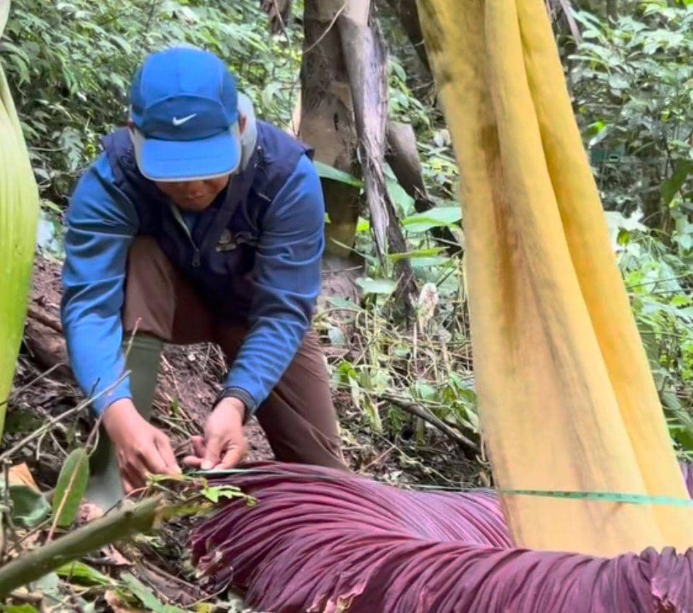 2 Bunga Bangkai Mekar Bersamaan di Hutan Kabupaten Agam
