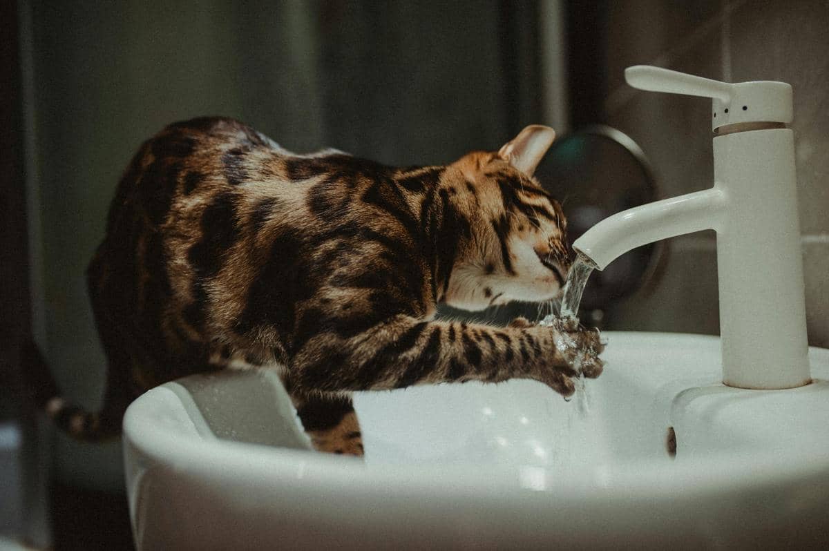 4 Tips Menghentikan Kebiasaan Kucing Minum Air WC, Bahaya!