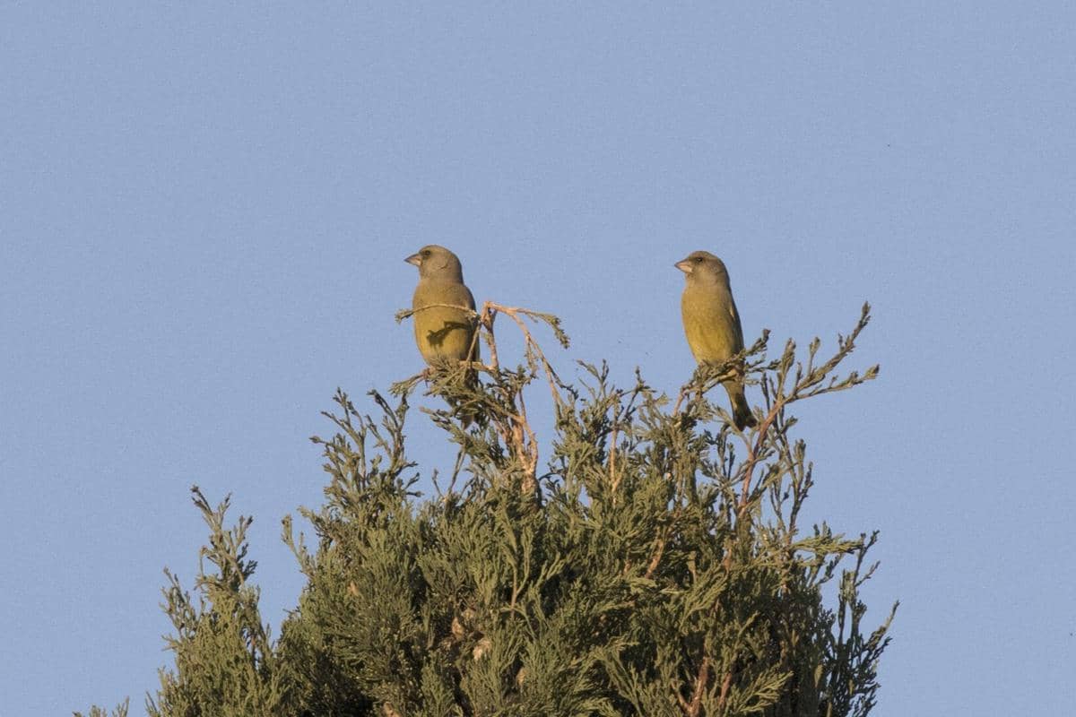 Burung Greenfinch 