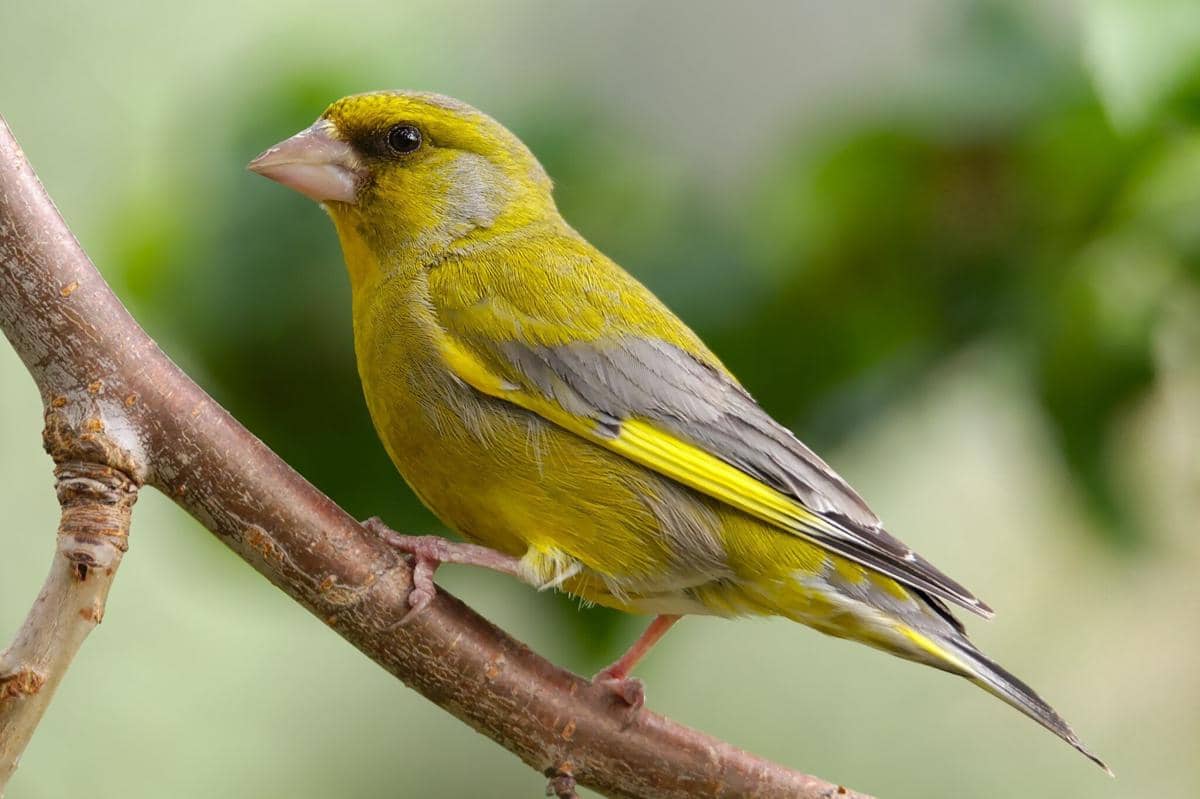 Burung Greenfinch 