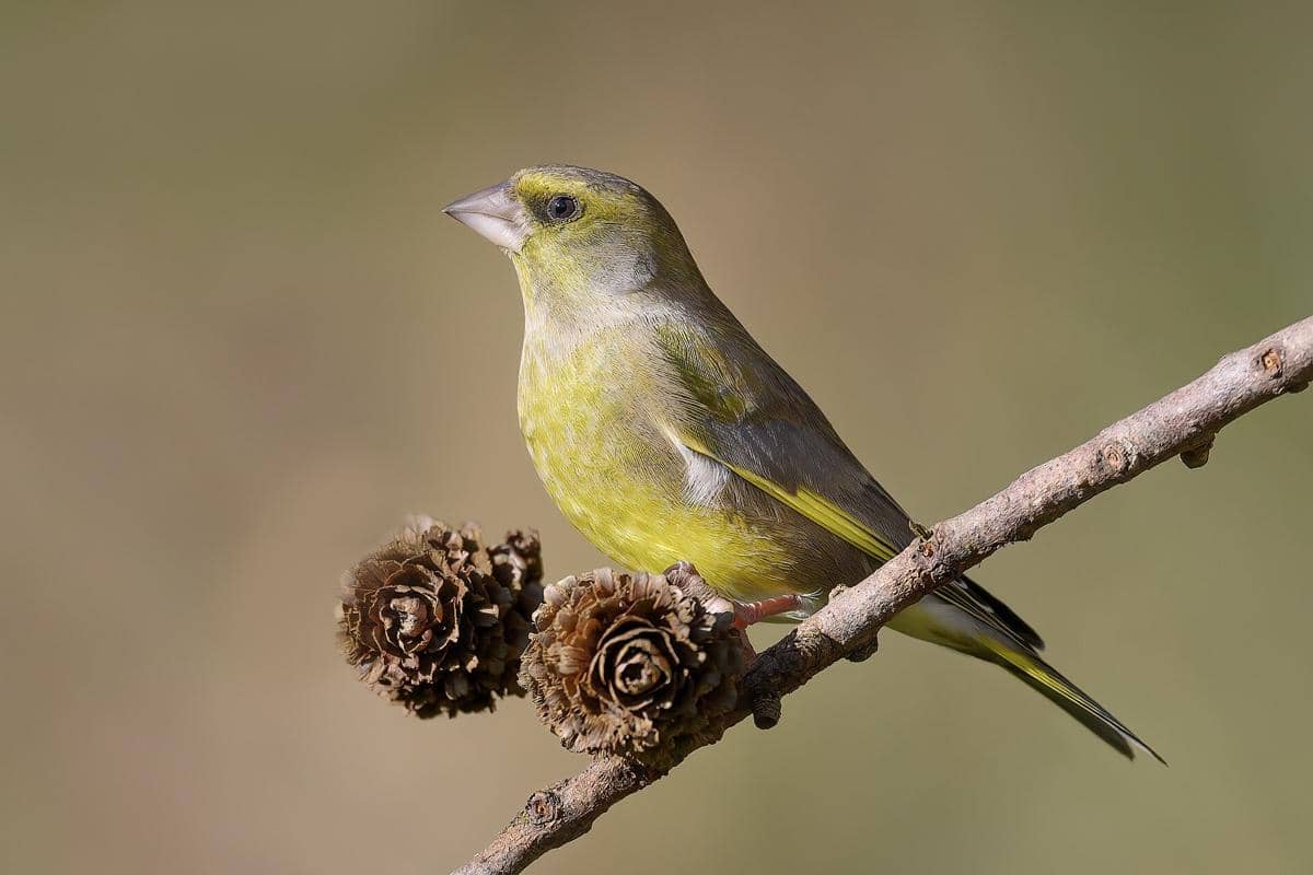 5 Fakta Unik Burung Greenfinch, si Preman Taman yang Hobi Bertengkar