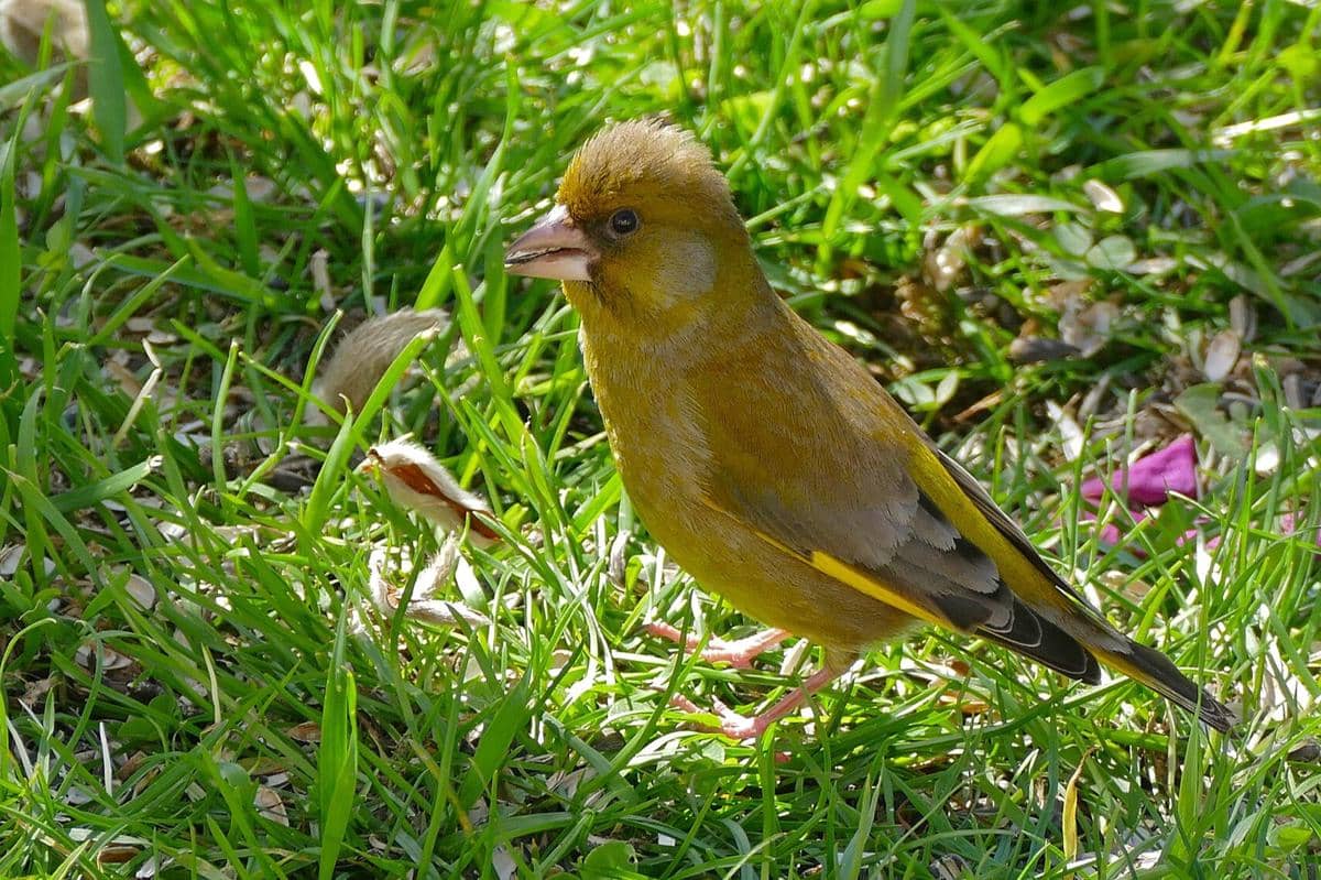 Burung Greenfinch 