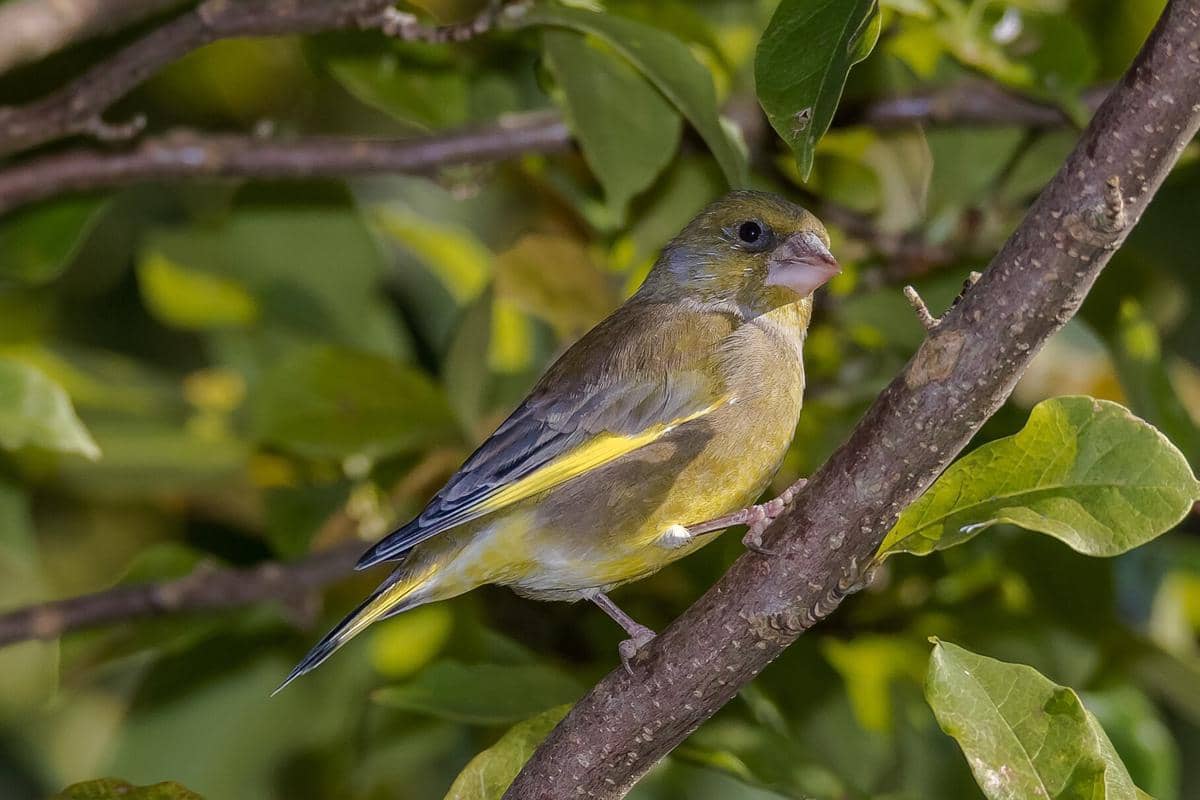 Burung Greenfinch 