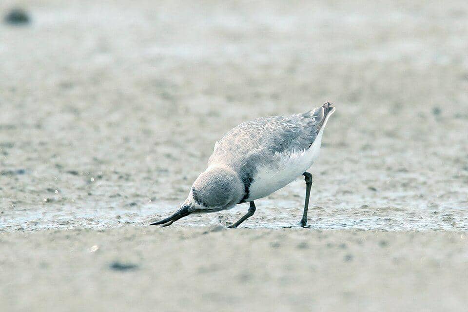 Cerek paruh bengkok mencari makan.