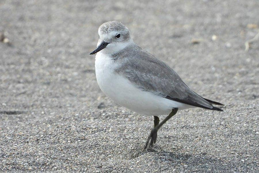 tampilan sekujur tubuh cerek paruh bengkok