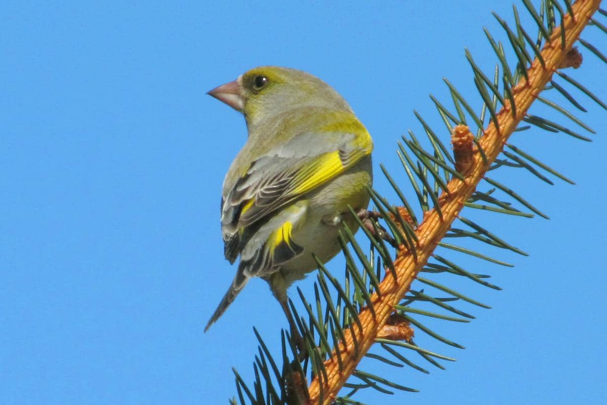 Burung Greenfinch 