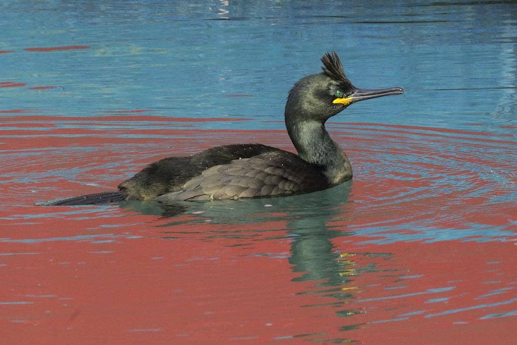 Burung Gulosus aristotelis