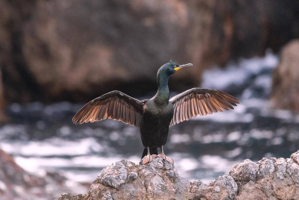 Burung Gulosus aristotelis