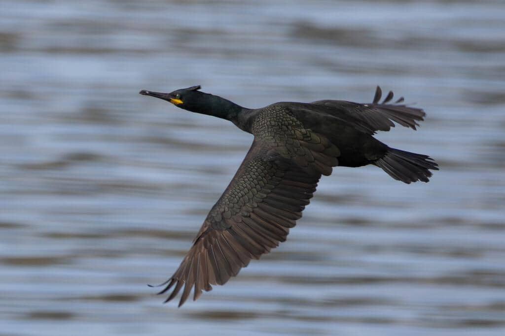 Burung Gulosus aristotelis