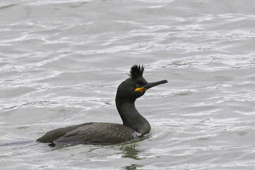 Burung Gulosus aristotelis