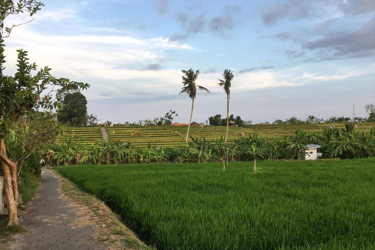 Subak Sembung Peguyangan (dok.pribadi/Natalia Indah)