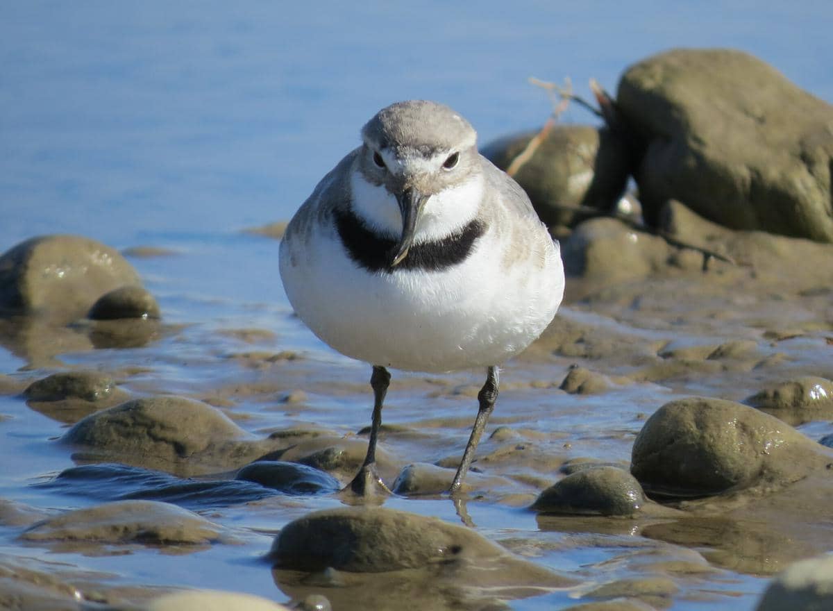 cerek paruh bengkok dan paruh bengkoknya