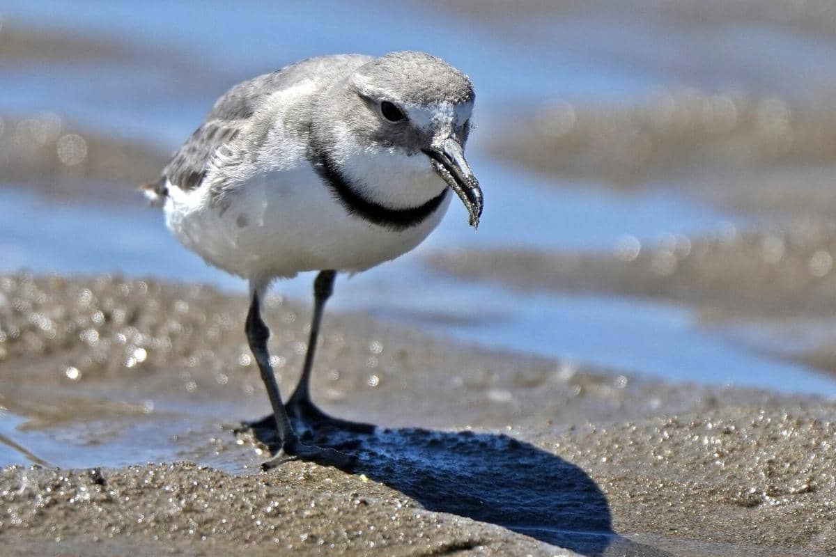 7 Fakta Burung Cerek Paruh Bengkok, Paruhnya Selalu Condong ke Kanan