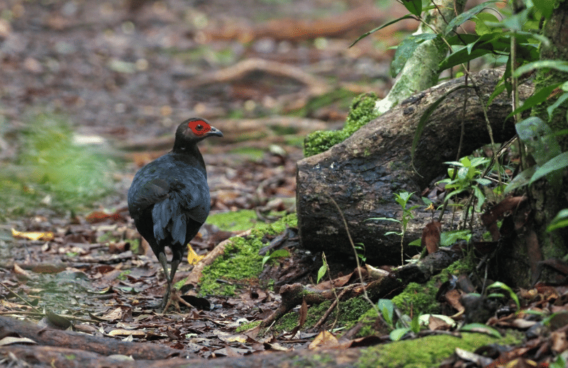 bornean crestless fireback