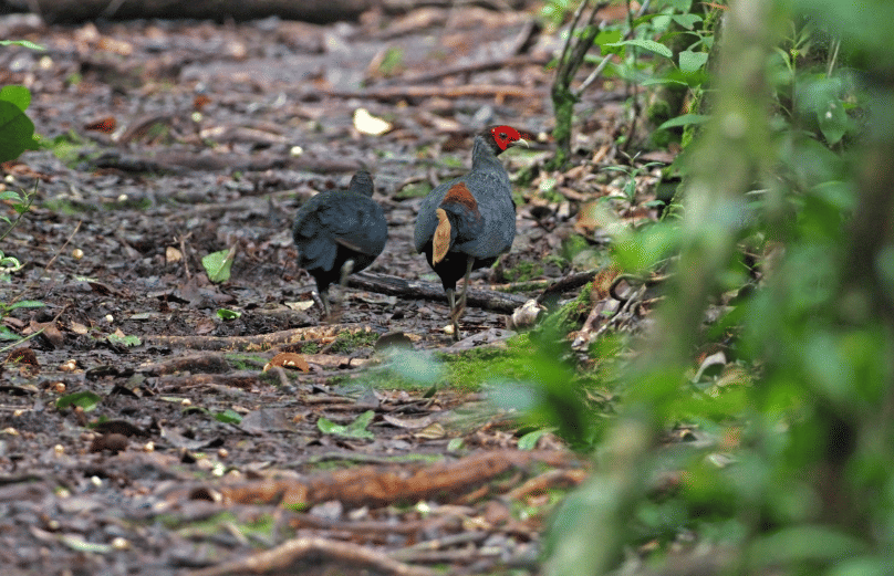 bornean crestless fireback