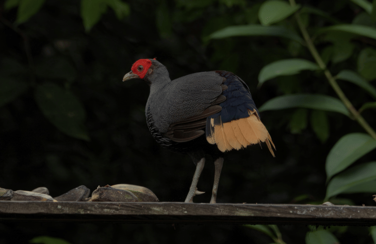 bornean crestless fireback