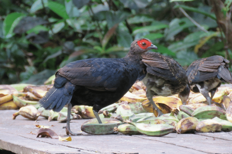 bornean crestless fireback