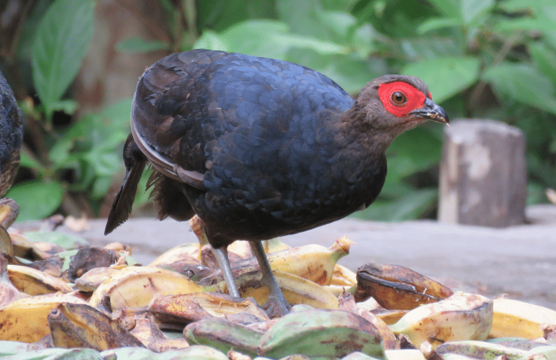 5 Fakta Bornean Crestless Fireback, Pegar Endemik Kalimantan yang Unik