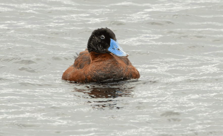 5 Fakta Maccoa Duck, Bebek Endemik Afrika dengan Paruh Biru Unik