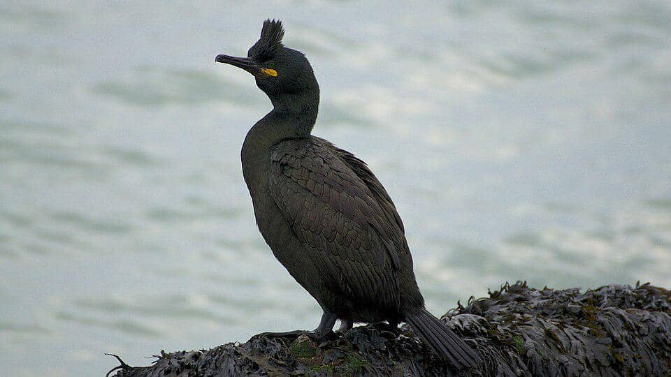 5 Fakta Menarik European Shag, Burung Laut Berjambul yang Elegan