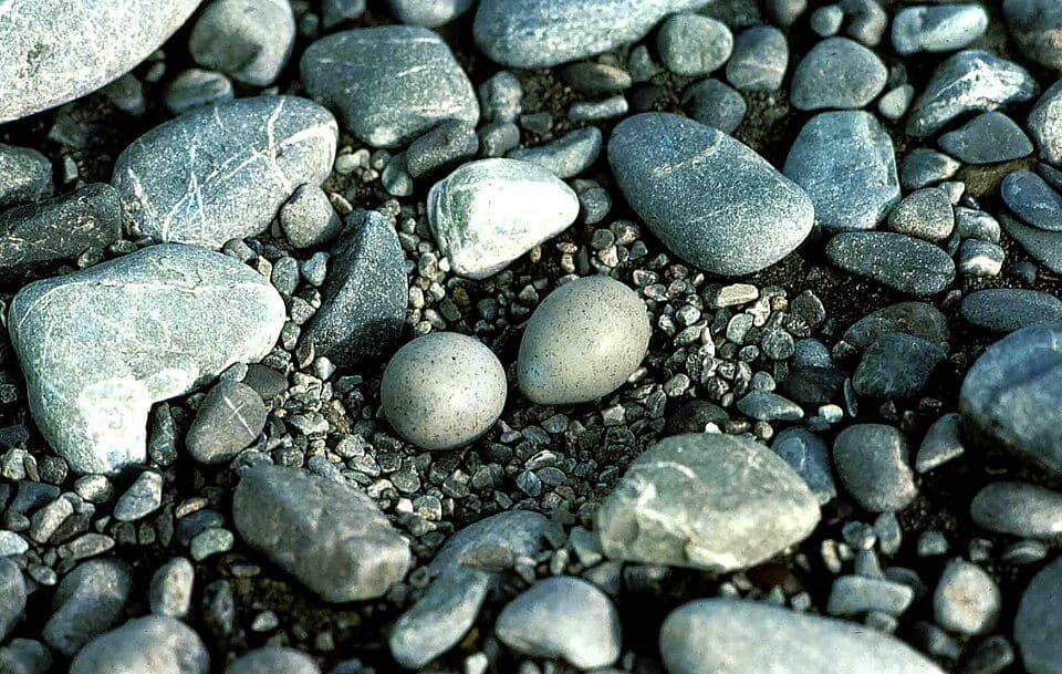 telur cerek paruh bengkok di dalam sarang