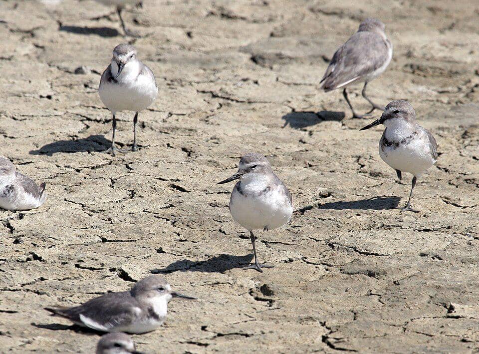 cerek paruh bengkok di dataran lumpur