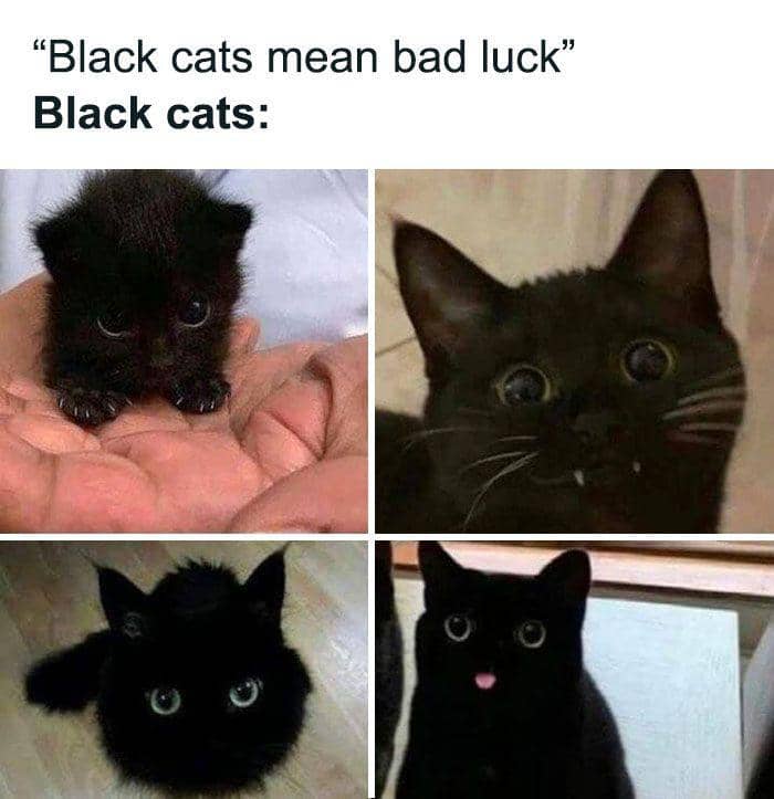 meme kucing hitam