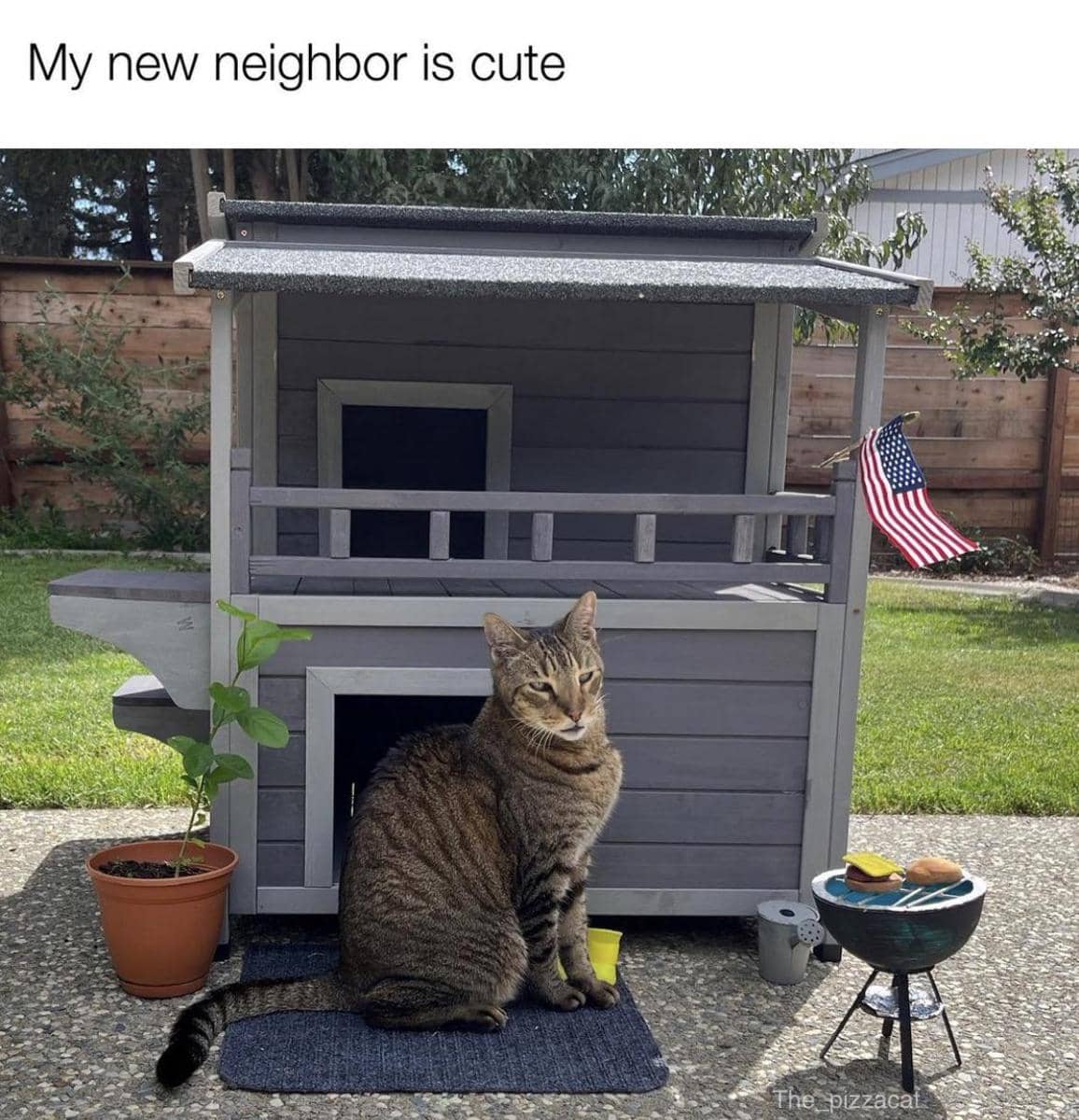 meme kucing tentang tetangga