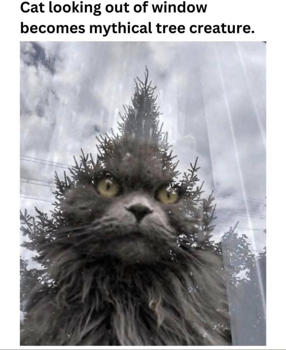 meme kucing dan pohon