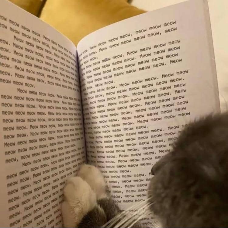 meme kucing dan buku