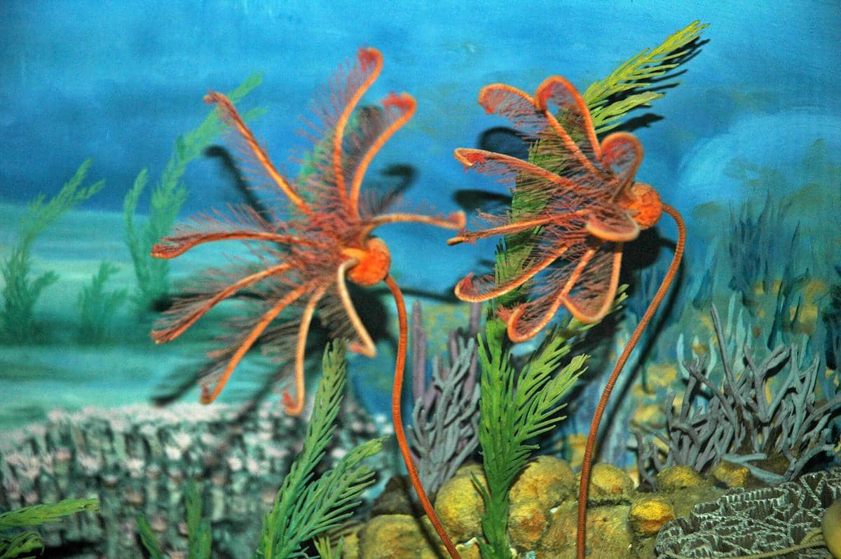 5 Fakta Unik Sea Lily, Hewan Laut Kuno yang Hidup Sebelum Dinosaurus