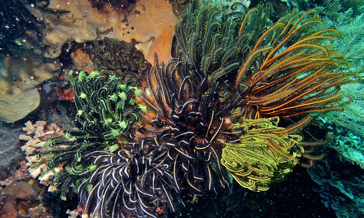 feather star