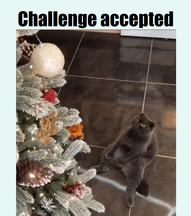 meme kucing dan pohon