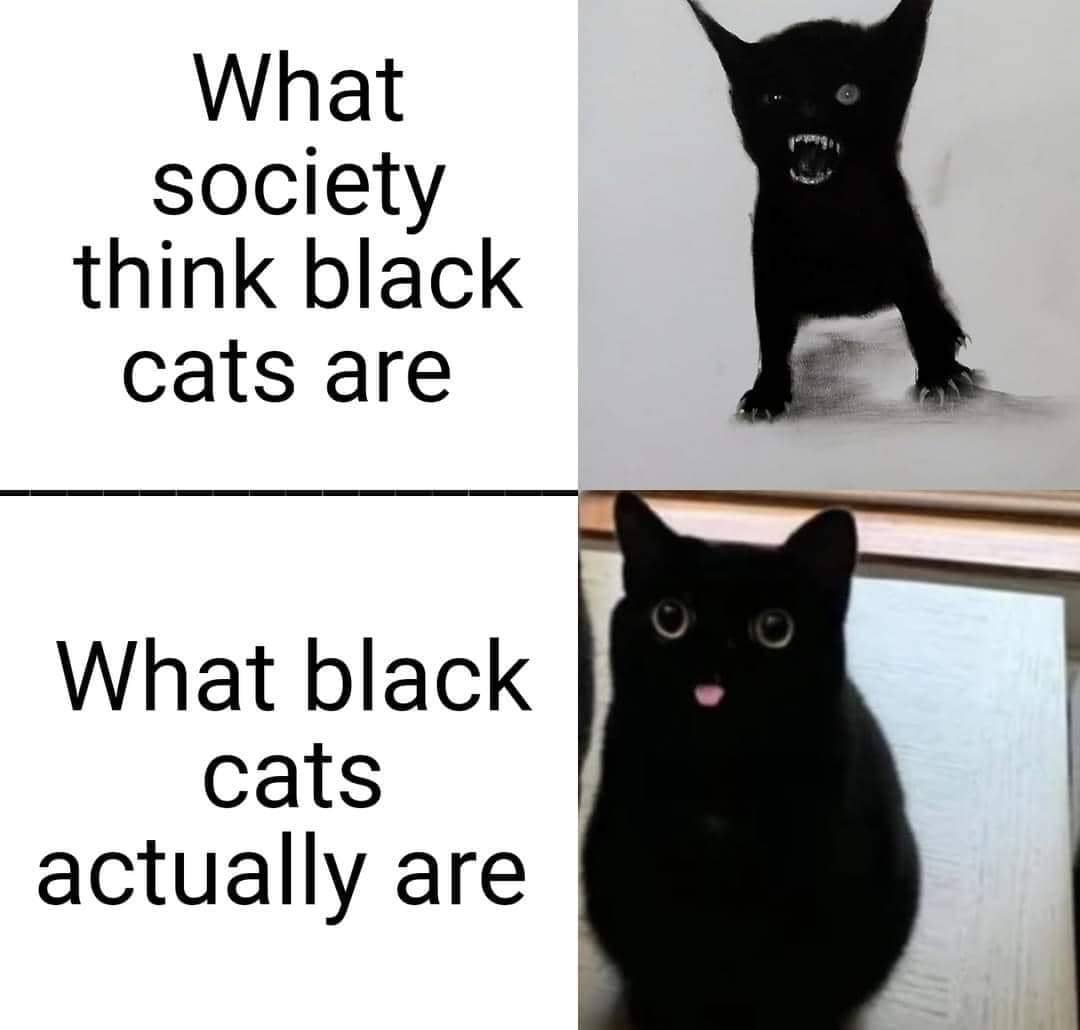meme kucing hitam