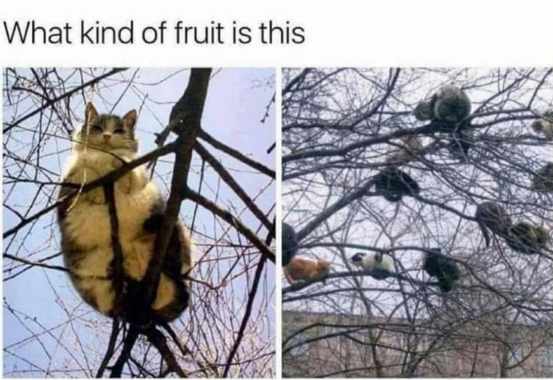 8 Meme Kucing dan Pohon, Jadi Buah-buahan?