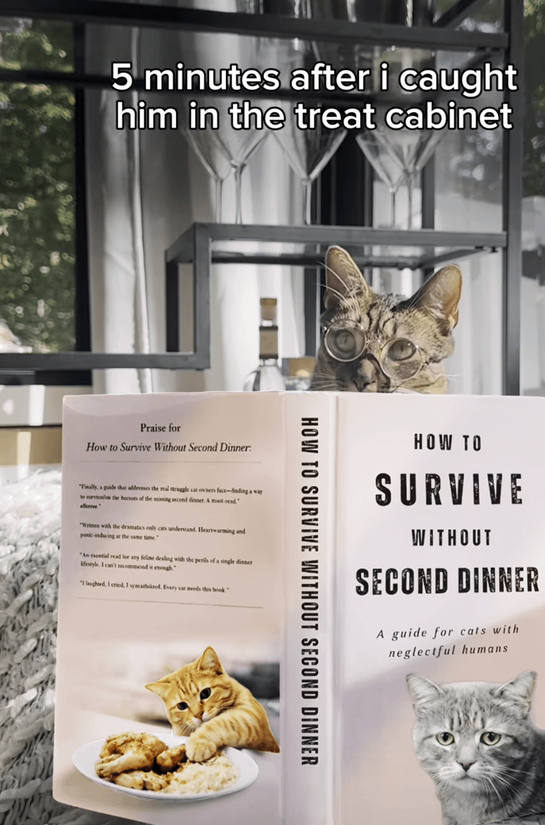 meme kucing dan buku