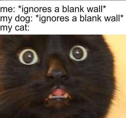 meme kucing tentang tetangga