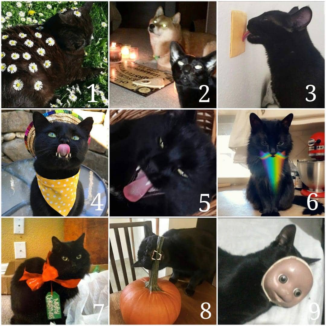 meme kucing hitam