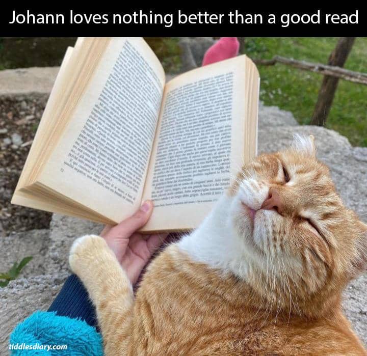 meme kucing dan buku
